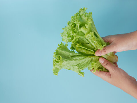 hand holding fresh lettuce leaves isolated on blue background.