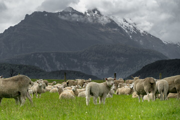 New  Zealand sheep in a green paddock  - obrazy, fototapety, plakaty
