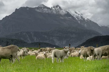 Foto op Plexiglas New  Zealand sheep in a green paddock  © Daniel Thomas