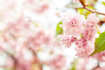 Sakura flowers bloom in the garden on a blurred background with gentle bokeh. Copyspace.