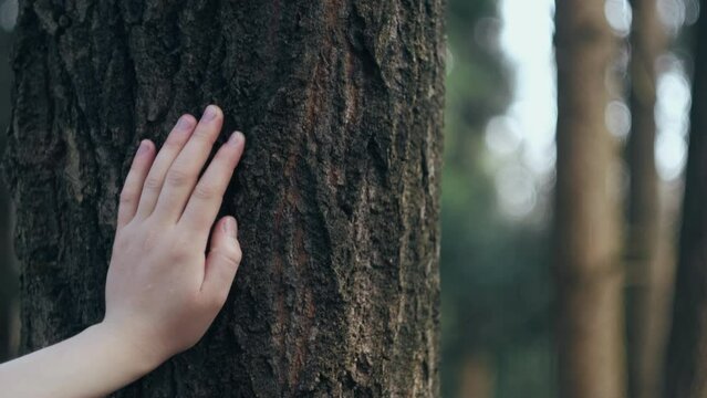 Feeling and connecting with nature. Close up of female hand touching and stroking bark of tree in forest at spring or summer calm day. Loving nature. Harmony calm relaxation. Save earth green planet