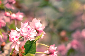 Cherry blossom, sakura flowers. Abstract blurred wide background of spring flowering tree. Selective focus. Copyspace.