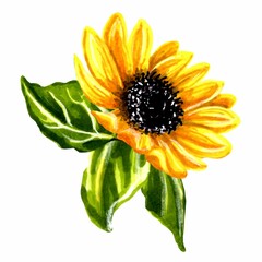 One yellow sunflower large blooming with leaves isolated on white background. JPEG floral botanical illustration.