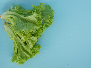 fresh lettuce leaves with copy space isolated on blue background.