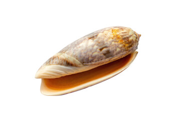 Oliva miniacea shell isolated on white background