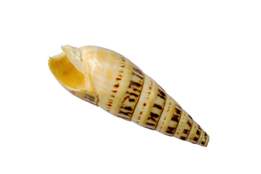 Broken Terebra Maculata shell isolated on white background