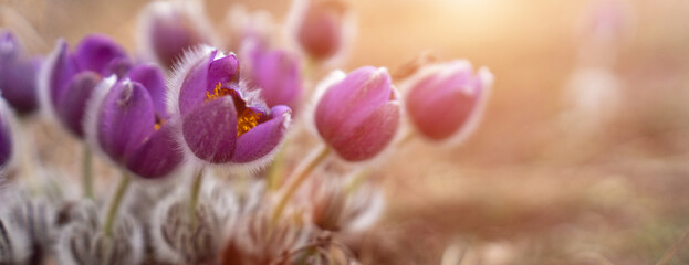 Dream grass spring flower. Pulsatilla blooms in early spring in forests and mountains. Purple...