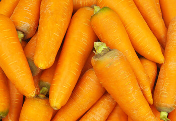 Many ripe carrots as background.