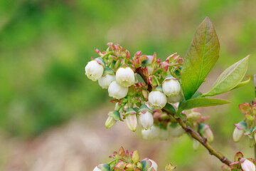 Blooming blueberry close up