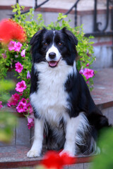 Dog breed Border Collie