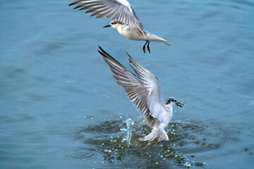 Seagull catching the fish in the sea