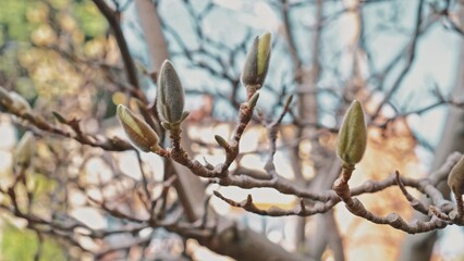 Magnolia Tree Spring Flower Bud