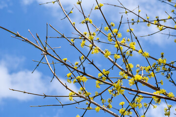 Branch with yellow flowers on blue sky in spring