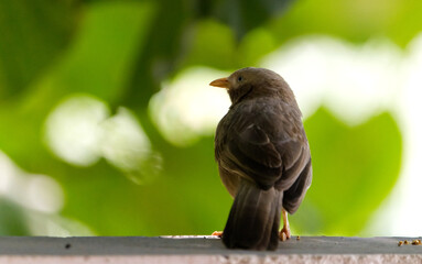 Jungle babbler
