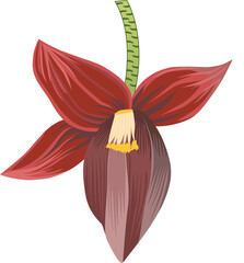 Banana flower illustration 