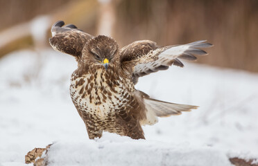 Common Buzzard in early spring at a wet forest