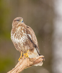 Common Buzzard in early spring at a wet forest