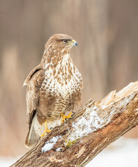Common Buzzard in early spring at a wet forest