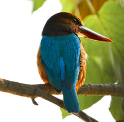 Indian Kingfisher