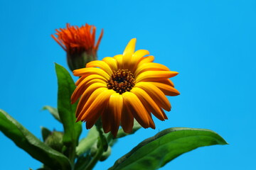 Flor de cal&eacute;ndula