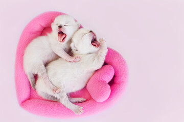 Two yawning newborn cats sleeping together in heart shape bed. Soft focus