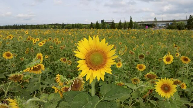 Sun flower Blooming in Daejeo Ecological Park, Busan, South Korea,Asia
