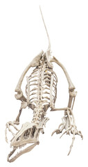 Isolated PNG cutout of a raptor skeleton, this dinosaur image is on a transparent background, ideal for photobashing, matte-painting, concept art