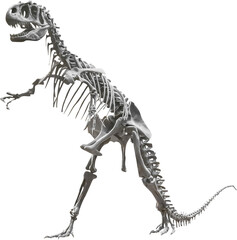 Isolated PNG cutout of an allosaurus skeleton, this dinosaur image is on a transparent background, ideal for photobashing, matte-painting, concept art