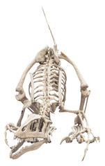 Isolated PNG cutout of a raptor skeleton, this dinosaur image is on a transparent background, ideal for photobashing, matte-painting, concept art