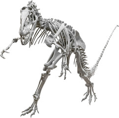 Isolated PNG cutout of a allosaurus skeleton, this dinosaur image is on a transparent background, ideal for photobashing, matte-painting, concept art © NomadPhotoReference