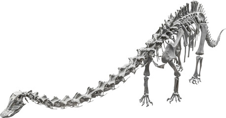 Fototapeta na wymiar Isolated PNG cutout of a diplodocus carnegii skeleton, this dinosaur image is on a transparent background, ideal for photobashing, matte-painting, concept art