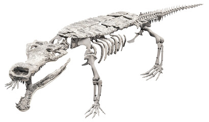 Isolated PNG cutout of a sarcosuchus imperator skeleton, this dinosaur image is on a transparent background, ideal for photobashing, matte-painting, concept art © NomadPhotoReference