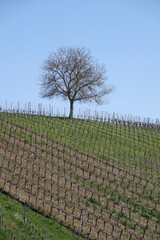 Baum in einem Weinberg bei Sommerach