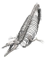 Isolated PNG cutout of a cynthiacetus skeleton, this dinosaur image is on a transparent background, ideal for photobashing, matte-painting, concept art