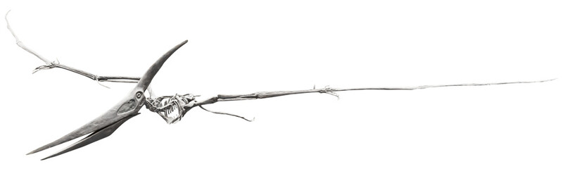 Isolated PNG cutout of a pteranodon skeleton, this dinosaur image is on a transparent background, ideal for photobashing, matte-painting, concept art © NomadPhotoReference