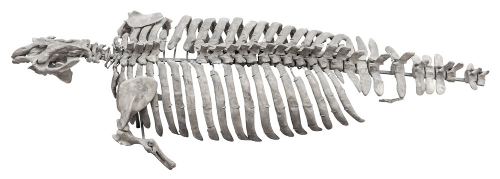 Isolated PNG cutout of a metaxytherium skeleton, this dinosaur image is on a transparent background, ideal for photobashing, matte-painting, concept art