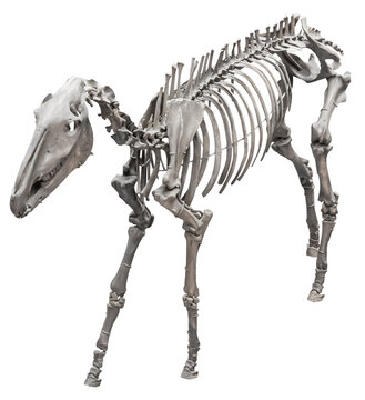 Isolated PNG cutout of a hipparion skeleton, this dinosaur image is on a transparent background, ideal for photobashing, matte-painting, concept art