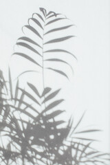 Shadow of decorative palm tree branches on a gray background. Natural background, copy space. Selective focus