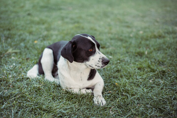 Nice dog on the grass in the park. Black and white dog for a walk.