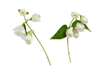 Set of small twigs of Jasmine (Philadelphus) flowers isolated on white or transparent background