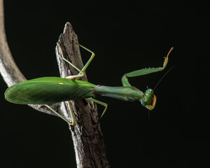 Green tree mantis Hierodula tenuidentata cleaning itself after eating. Predatory insect in the studio, top view. Indian praying mantis cleans tarsus with mandible, and put other tarsus to the side