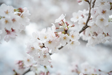 Fototapeta premium 桜