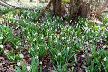 White snowdrops in the early spring in the forest. Beautiful footage of galanthus commonly known as snowdrop