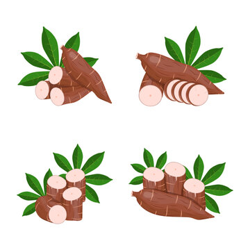 Vector cassava root Manihot esculenta, manioc and leaves, tapioca, cassava rhizomes isolated on white background
