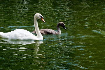  swan with chick swim together in the lake