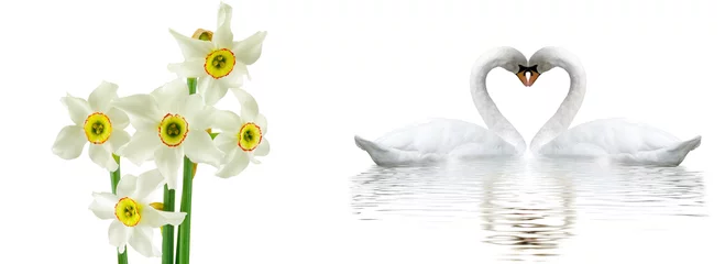 Deurstickers  Romantic banner. Two swans form a heart shape with their necks © cooperr