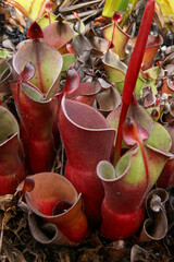 Carnivorous pitcher plant Heliamphora minor in natural habitat on Auyan Tepui, table mountain in Venezuela