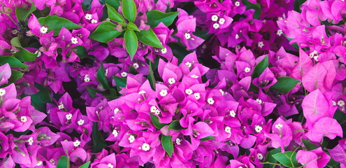 Fototapeta na wymiar Bright Blooming Bougainvillea Garden. Floral Background. Soft focus. Wide Photo Banner