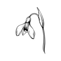 First spring flowers. Snowdrops vector graphic illustration