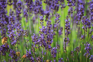 Fototapeta premium Blooming lavenders in the garden